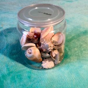 VARIETY OF REAL SHELLS